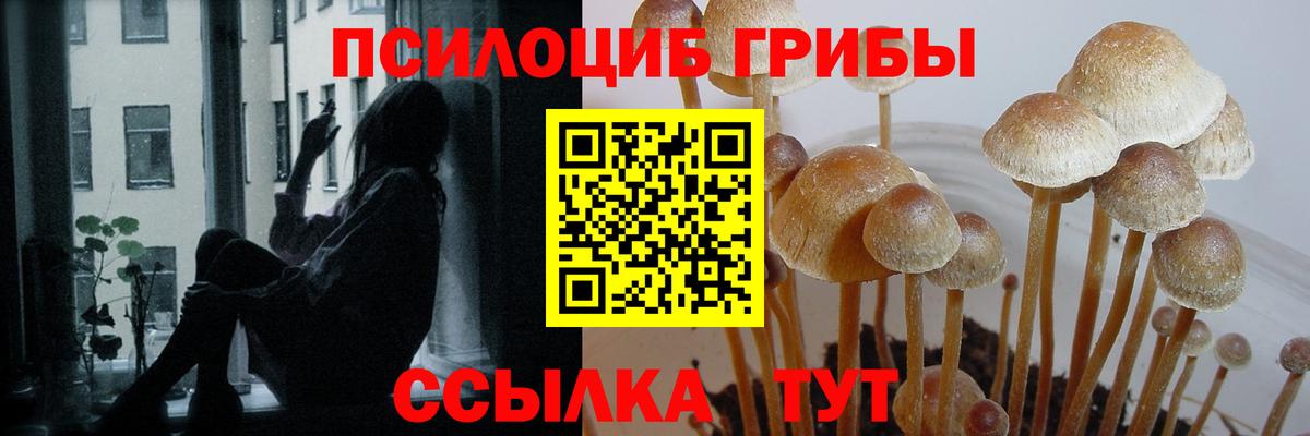 Десногорск  Псилоцибиновые грибы Psilocybe  Вход с VPN 